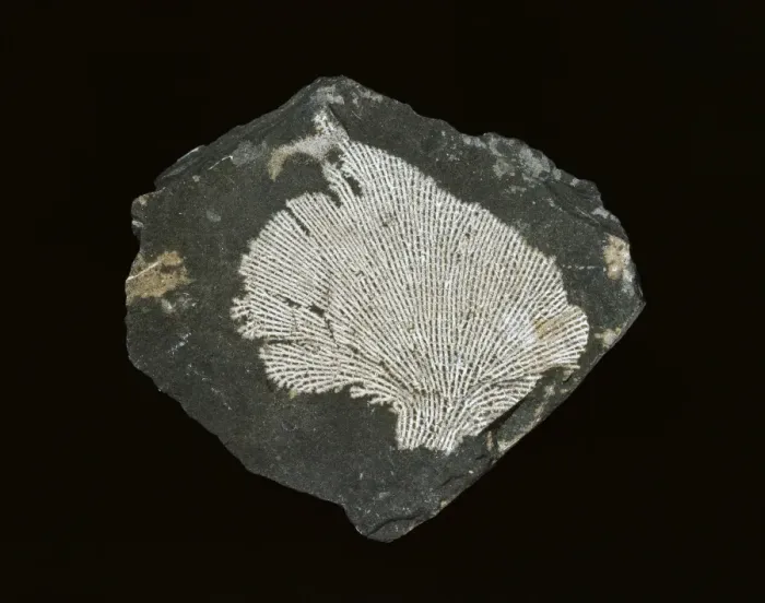 Framed Print : Fenestrellina plebeia, net bryozoan Framed Print : Fenestrellina plebeia, net bryozoan
