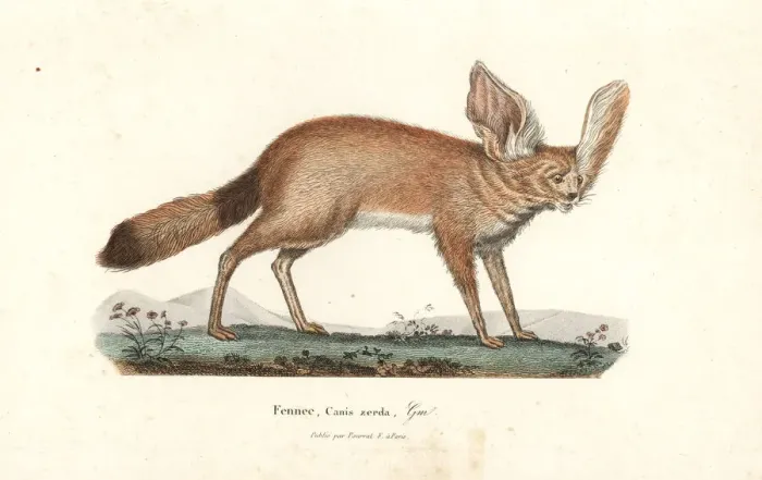 Framed Print : Fennec fox or fennec, Vulpes zerda Framed Print : Fennec fox or fennec, Vulpes zerda