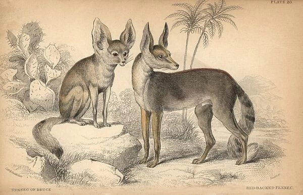 Fennec fox, Vulpes zerda