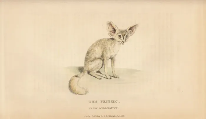 Framed Print : Fennec fox, Vulpes zerda Framed Print : Fennec fox, Vulpes zerda