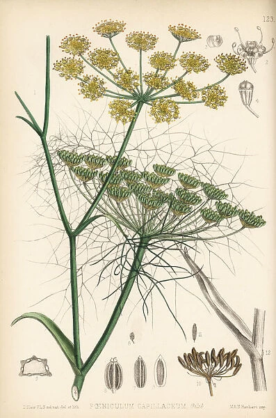 Fennel, Foeniculum vulgare