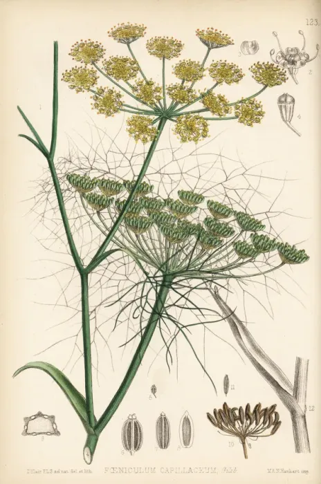 Framed Print : Fennel, Foeniculum vulgare Framed Print : Fennel, Foeniculum vulgare