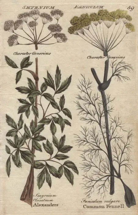 Framed Print : Fennel, Foeniculum vulgare and Alexanders Framed Print : Fennel, Foeniculum vulgare and Alexanders