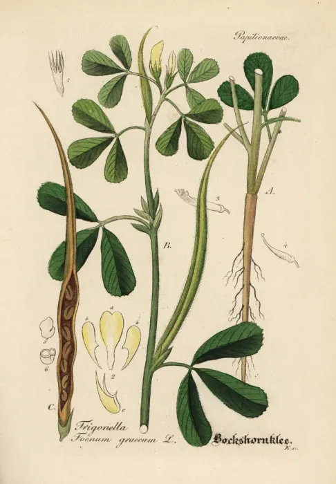 Framed Print : Fenugreek, Trigonella foenum-graecum Framed Print : Fenugreek, Trigonella foenum-graecum