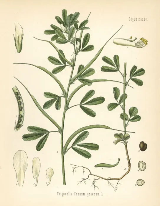 Framed Print : Fenugreek, Trigonella foenum-graecum Framed Print : Fenugreek, Trigonella foenum-graecum
