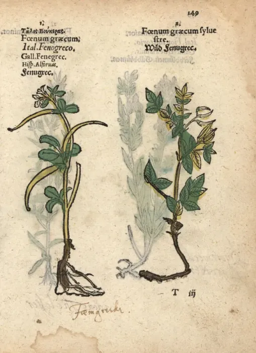 Framed Print : Fenugreek, Trigonella foenum-graecum, and wild fenugreek Framed Print : Fenugreek, Trigonella foenum-graecum, and wild fenugreek