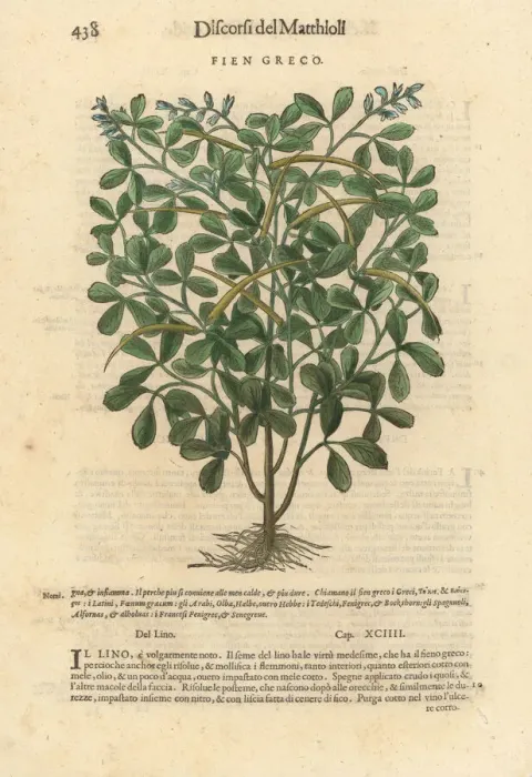 Framed Print : Fenugreek, Trigonella foenum-graecum Framed Print : Fenugreek, Trigonella foenum-graecum