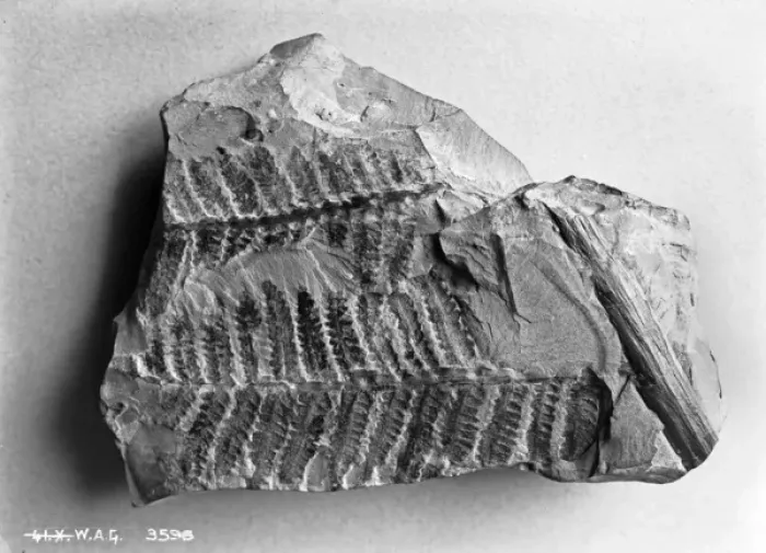 Framed Print : Fern fossil in an opened rock Framed Print : Fern fossil in an opened rock
