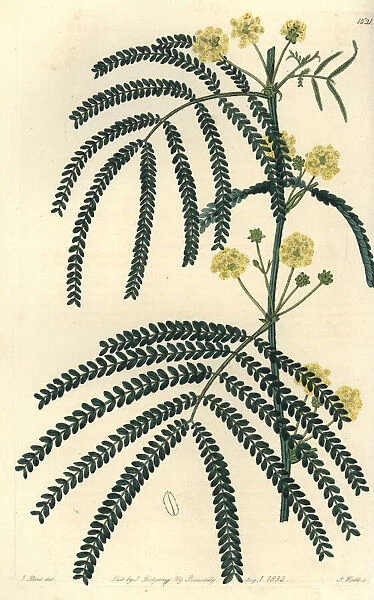 Fern-leaved acacia, Acacia pentadenia