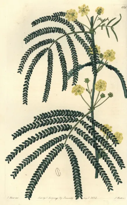 Framed Print : Fern-leaved acacia, Acacia pentadenia Framed Print : Fern-leaved acacia, Acacia pentadenia