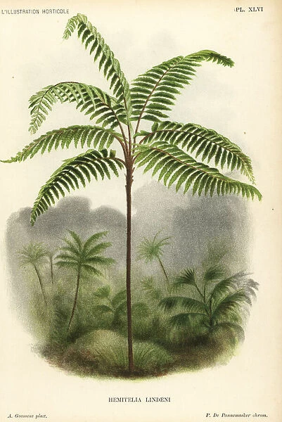 Fern tree, Cnemidaria lindenii
