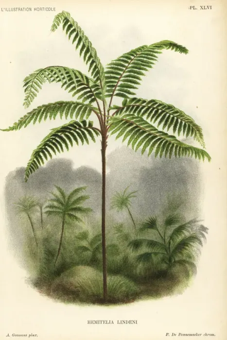 Framed Print : Fern tree, Cnemidaria lindenii Framed Print : Fern tree, Cnemidaria lindenii