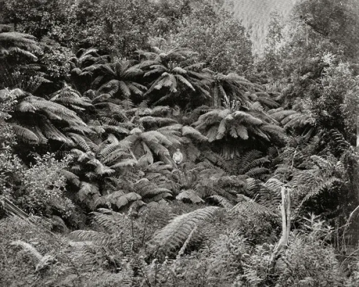 Framed Print : Fern Tree Valley, Mount Wellington, Tasmania, Australia Framed Print : Fern Tree Valley, Mount Wellington, Tasmania, Australia