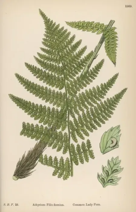 Framed Print : Ferns Athyrum Filix-F Framed Print : Ferns Athyrum Filix-F