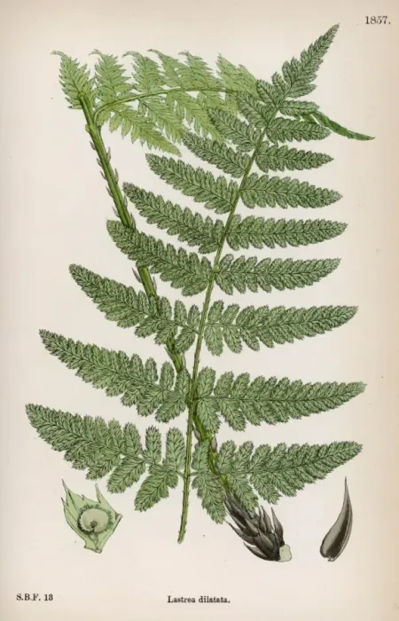 Framed Print : Ferns Lastrea Dilatata Framed Print : Ferns Lastrea Dilatata