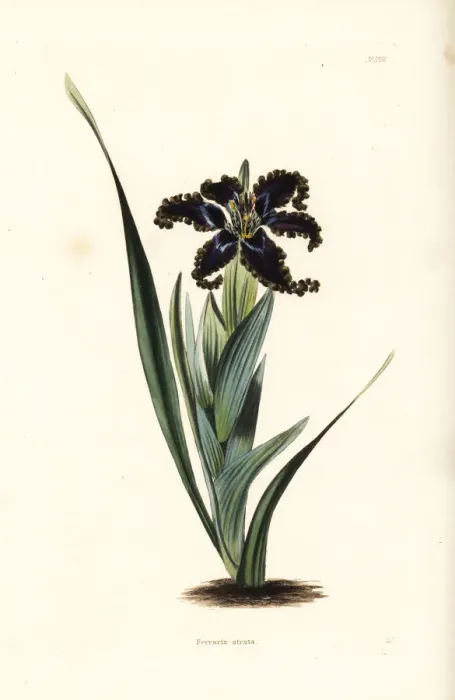 Framed Print : Ferraria variabilis Framed Print : Ferraria variabilis
