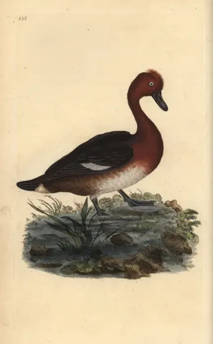 Framed Print : Ferruginous duck, Aythya nyroca Framed Print : Ferruginous duck, Aythya nyroca