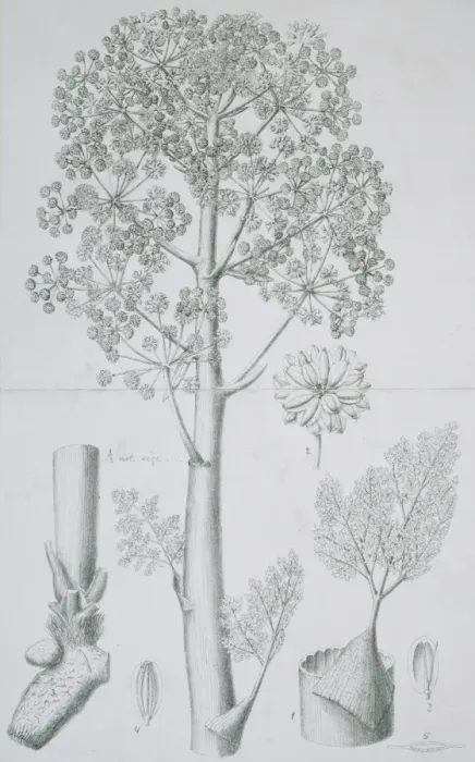 Framed Print : Ferula galbaniflua, galbanum Framed Print : Ferula galbaniflua, galbanum