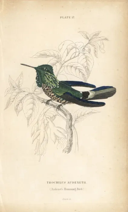 Framed Print : Festive coquette, Lophornis chalybeus Framed Print : Festive coquette, Lophornis chalybeus