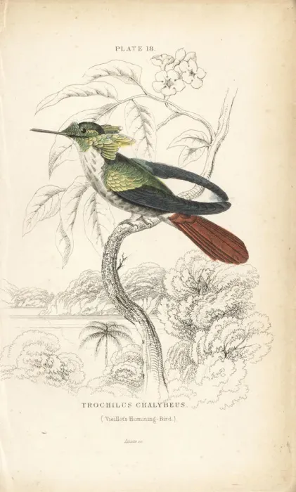 Framed Print : Festive coquette, Lophornis chalybeus Framed Print : Festive coquette, Lophornis chalybeus