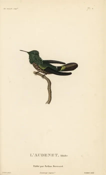 Framed Print : Festive coquette, Lophornis chalybeus Framed Print : Festive coquette, Lophornis chalybeus