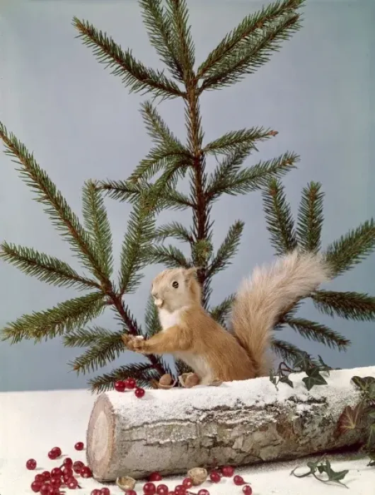 Framed Print : Festive Nutty Squirrel 4 Framed Print : Festive Nutty Squirrel 4