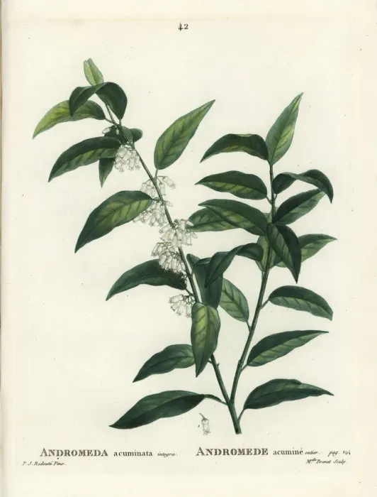 Framed Print : Fetterbush, Andromeda acuminata Framed Print : Fetterbush, Andromeda acuminata