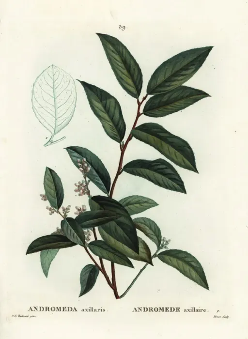 Framed Print : Fetterbush, Andromeda axillaris Framed Print : Fetterbush, Andromeda axillaris