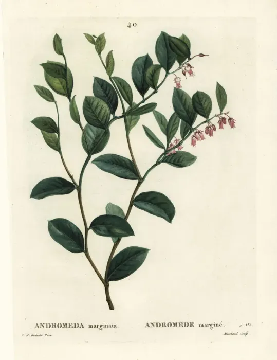 Framed Print : Fetterbush, Andromeda marginata Framed Print : Fetterbush, Andromeda marginata
