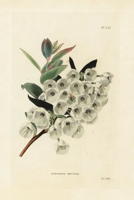 Framed Print : Fetterbush, Eubotrys racemosa Framed Print : Fetterbush, Eubotrys racemosa