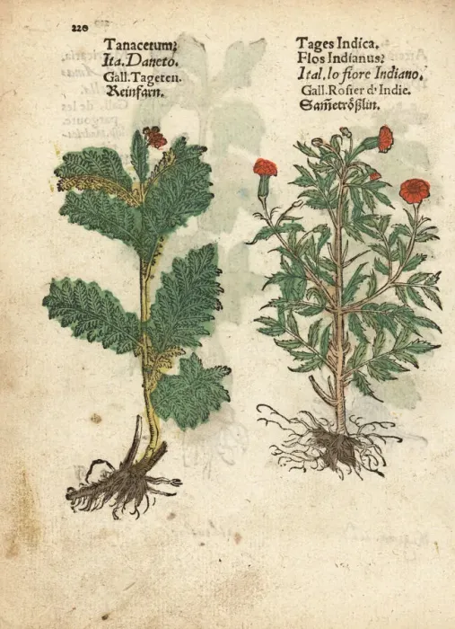 Framed Print : Feverfew, Tanacetum parthenium, and Mexican Framed Print : Feverfew, Tanacetum parthenium, and Mexican