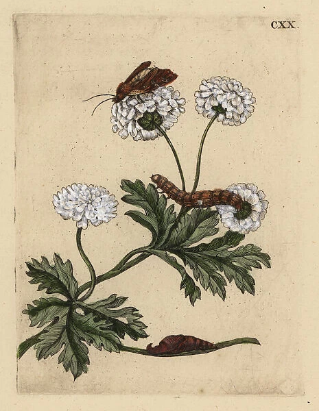Feverfew, Tanacetum parthenium, with moth