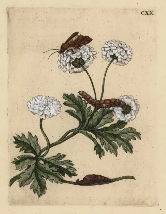 Framed Print : Feverfew, Tanacetum parthenium, with moth Framed Print : Feverfew, Tanacetum parthenium, with moth