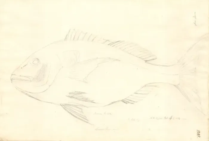 Framed Print : Ff. 208 sketch by George Forster Framed Print : Ff. 208 sketch by George Forster