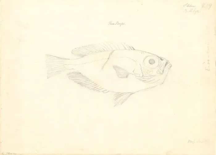 Framed Print : Ff. 219 sketch by George Forster Framed Print : Ff. 219 sketch by George Forster
