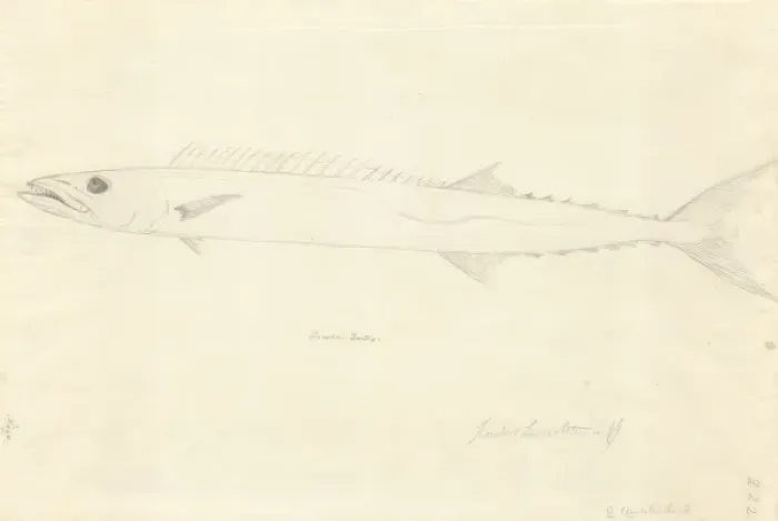 Framed Print : Ff. 222 sketch by George Forster Framed Print : Ff. 222 sketch by George Forster