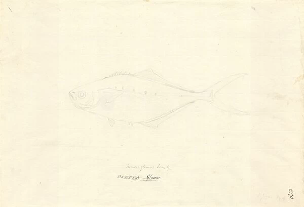 Ff. 229 sketch by George Forster