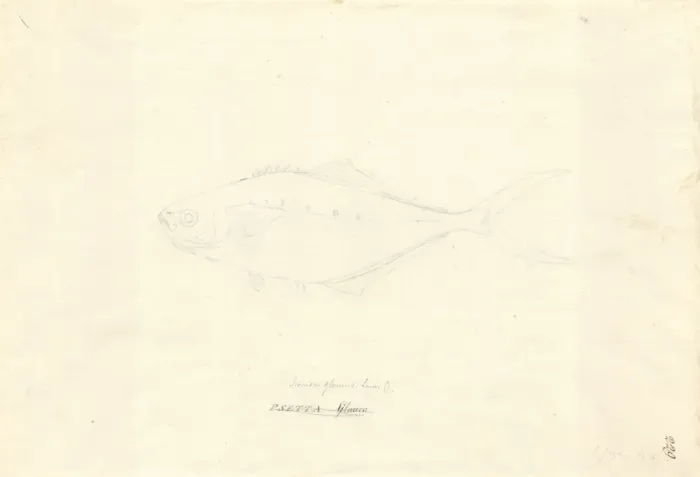 Framed Print : Ff. 229 sketch by George Forster Framed Print : Ff. 229 sketch by George Forster
