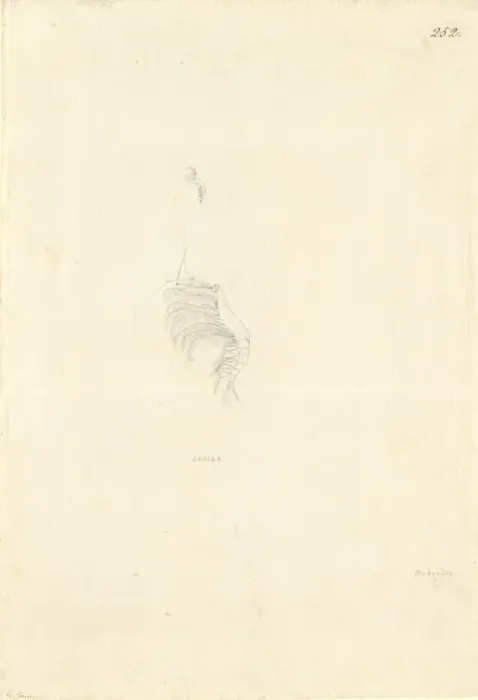 Framed Print : Ff. 252 sketch by George Forster Framed Print : Ff. 252 sketch by George Forster