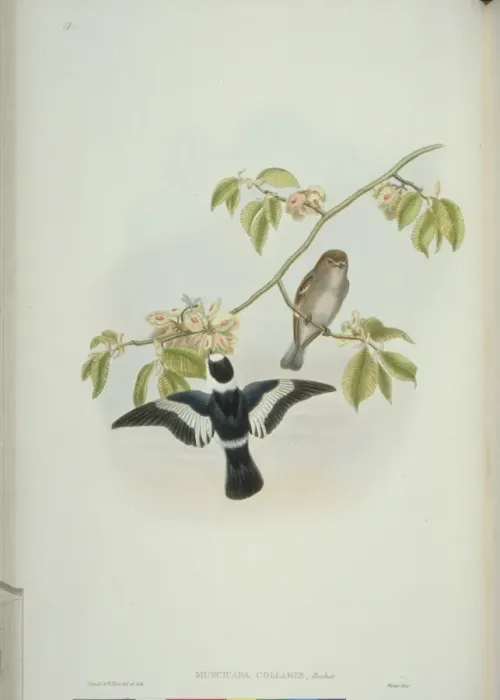 Framed Print : Ficedula albicollis, collared flycatcher Framed Print : Ficedula albicollis, collared flycatcher
