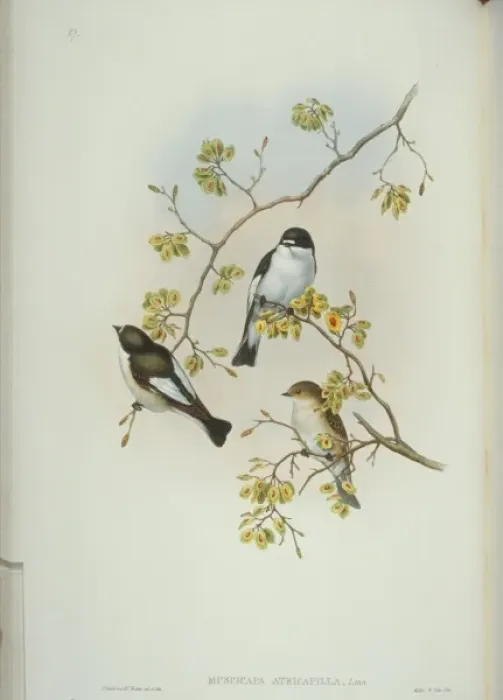 Framed Print : Ficedula hypoleuca, pied flycatcher Framed Print : Ficedula hypoleuca, pied flycatcher