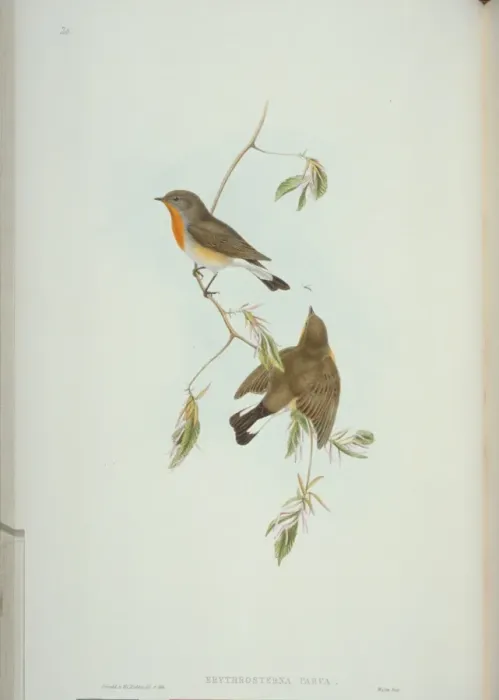 Framed Print : Ficedula parva, red-breasted flycatcher Framed Print : Ficedula parva, red-breasted flycatcher