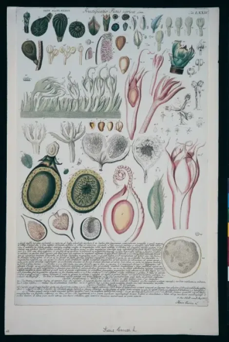 Framed Print : Ficus carica, common fig Framed Print : Ficus carica, common fig