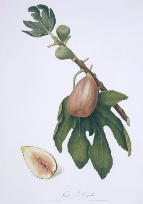 Framed Print : Ficus carica, fig Framed Print : Ficus carica, fig