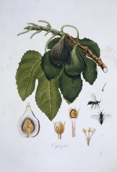 Framed Print : Ficus carica, fig tree Framed Print : Ficus carica, fig tree