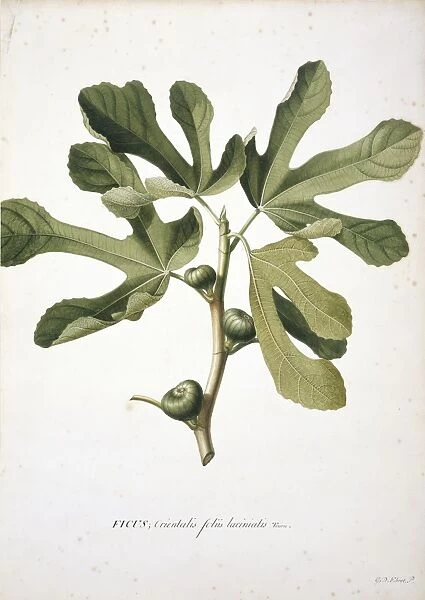 Ficus carica L. Fig
