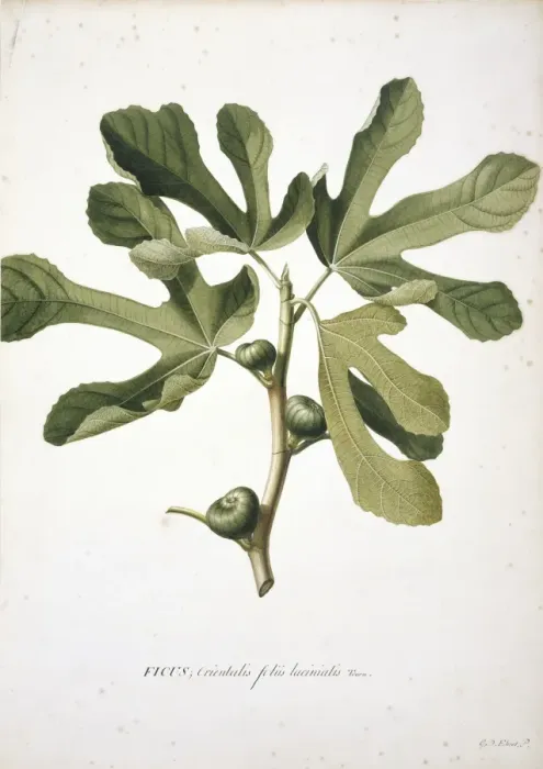 Framed Print : Ficus carica L. Fig Framed Print : Ficus carica L. Fig
