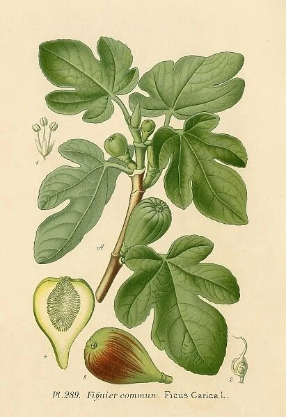 Ficus (Fig)
