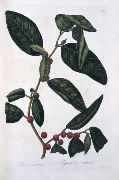 Framed Print : Ficus tinctoria, dye fig Framed Print : Ficus tinctoria, dye fig
