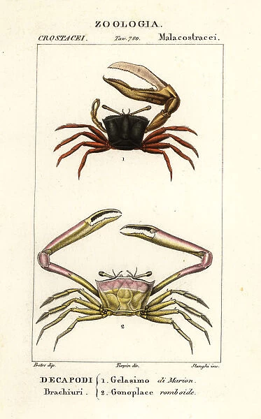 Fiddler crab and angular crab